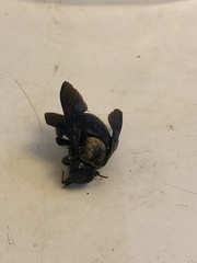 Xylocopa tenuiscapa
