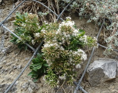 Staehelina fruticosa
