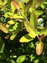 Buxaceae