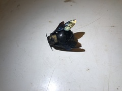 Xylocopa tenuiscapa