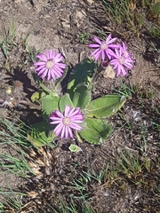 Senecio macrocephalus