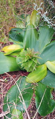 Eucomis regia
