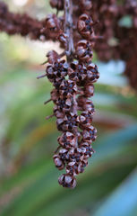 Dracophyllum elegantissimum