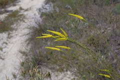Corynanthera flava