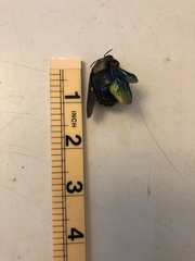 Xylocopa tenuiscapa