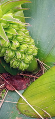 Eucomis regia