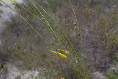 Corynanthera flava