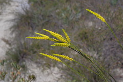 Corynanthera flava