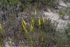 Corynanthera flava