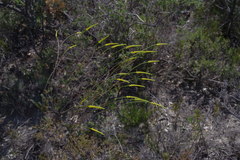 Corynanthera flava
