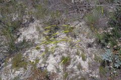 Corynanthera flava