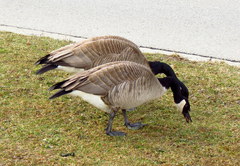 Branta canadensis
