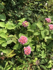 Lantana × strigocamara