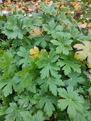 Geranium × cantabrigiense