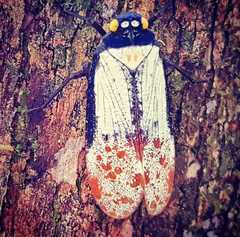 Penthicodes farinosus