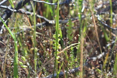 Microtis graniticola