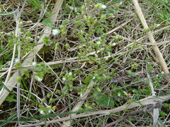 Cerastium semidecandrum