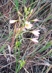 Ixia longituba