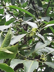 Symplocos setchuensis