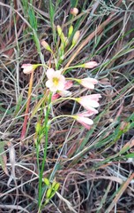 Ixia longituba