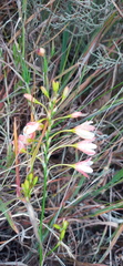 Ixia longituba