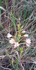 Ixia longituba