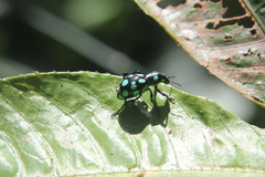 Pachyrhynchus sarcitis