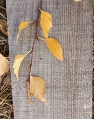 Betula schmidtii