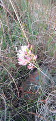 Ixia longituba