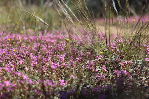 Image of Stylidium dielsianum by (c) Hugo Innes, some rights reserved (CC BY)