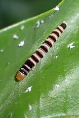 Dichomeris microsphena