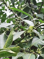 Symplocos setchuensis