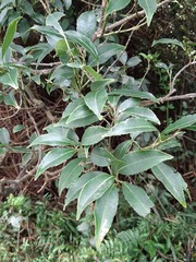 Symplocos setchuensis