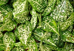 Aglaonema