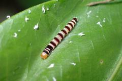 Dichomeris microsphena