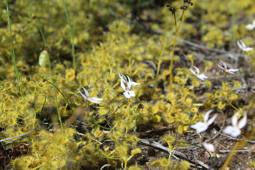 Drosera rupicola (Drosera rupicola)