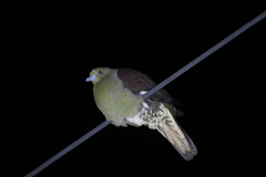 Treron formosae formosae