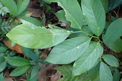 Dichomeris microsphena