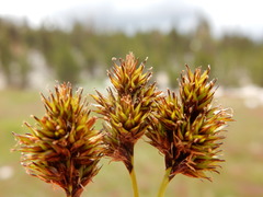 Carex abrupta