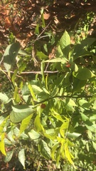 Vaccinium erythrocarpum