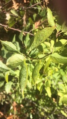 Vaccinium erythrocarpum