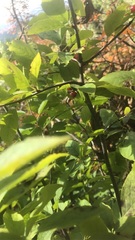 Vaccinium erythrocarpum