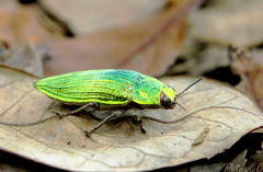Chrysodema