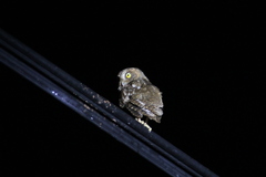 Otus elegans