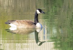 Branta canadensis