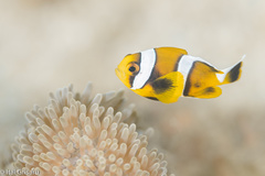 Allard's Anemonefish photo 3