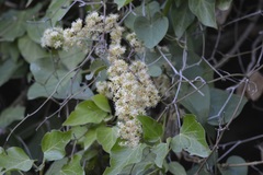 Smilax aspera