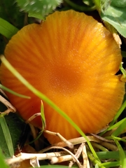 Hygrocybe insipida