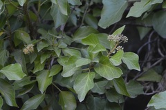 Smilax aspera