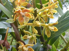 Prosthechea crassilabia